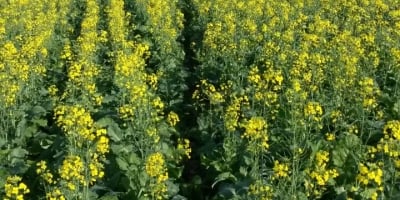 Culturas alternativas de inverno, como canola e carinata, ganham força para proteger a rentabilidade no Sul