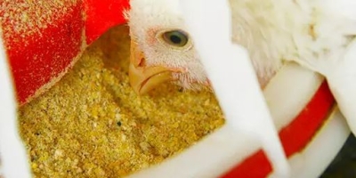 Demanda por frango e suínos deve levar produção de ração a 97 milhões de toneladas no Brasil