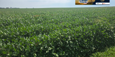 Em Illinois, Crop Tour Grupo Labhoro-Notícias Agrícolas registra soja e milho comprometidos