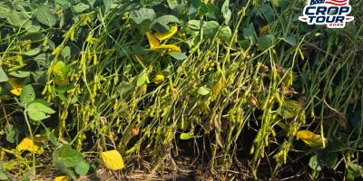 Dia 2: Iowa tem áreas marcadas por irregularidades e produtividade da soja 26/27 comprometida