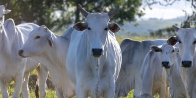 Boi/Cepea: Atenções se voltam a demandas interna e externa aquecidas
