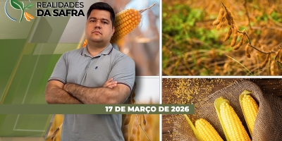 Soja do Rio Grande do Sul deve ter menor produtividade do Brasil, enquanto Rondônia espera boa safra
