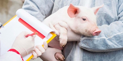 Dia do Suinocultor celebra protagonismo de quem impulsiona setor de R$ 63,1 bilhões