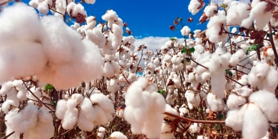 Algodão/Cepea:  Exportações brasileiras da pluma seguem intensas