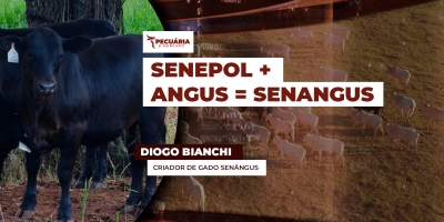 Conheça o Senangus, nova raça bovina voltada à produção de carne premium