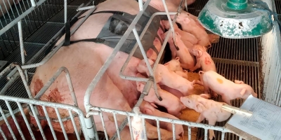 Dispositivo de estímulo fisiológico no parto de matrizes suínas avança com apoio à inovação no Paraná