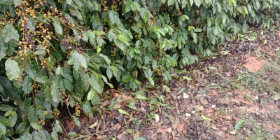 Lavouras de café danificadas pelo granizo? Confira orientações para a recuperação