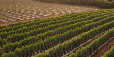 Tomaticultura exige nova estratégia diante do avanço de mosca-branca e tripes