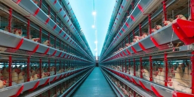 Do aviário à liderança: trajetória transforma granja familiar em potência no Piauí