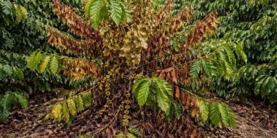 Doença silenciosa avança nos cafezais e pode matar plantas inteiras de café