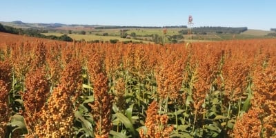 Abramilho celebra expansão da produção do sorgo no Brasil