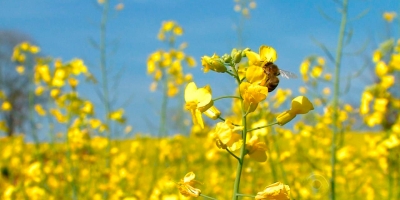 Processadoras da China compram canola australiana, nos primeiros negócios desde 2020