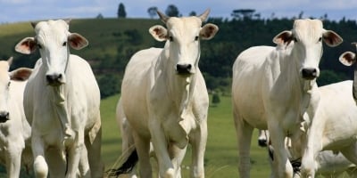 Além dos cortes nobres, pecuária de MT lucra com a venda de pênis bovino no mercado asiático
