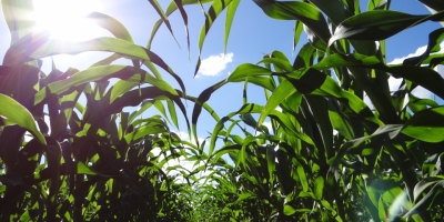 Plantio do milho verão avança e já passa de 52% no Brasil, indica Conab