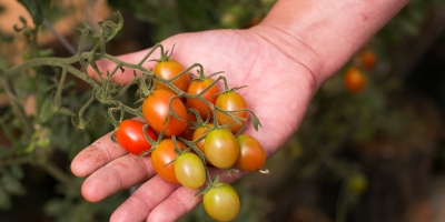 Tomate/Cepea: Com aumento nas temperaturas, ritmo de maturação é maior
