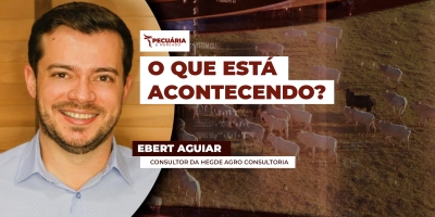 Boi gordo: queda nos preços e sinais contraditórios no mercado