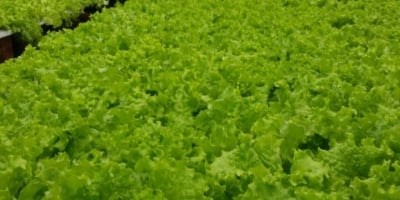 Alface/Cepea: Chuvas irregulares e altas temperaturas desafiam a produção em Ibiúna