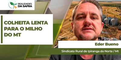 Chuva e frio alongaram ciclo do milho e colheita avança lentamente em Ipiranga do Norte/MT