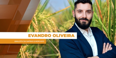 Safra de arroz se encerra com produtividade acima do esperado e preços ainda abaixo dos custos