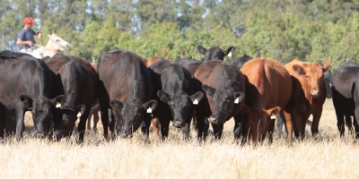 DATAGRO prepara novo indexador do Boi Gordo para o RS
