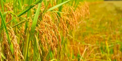 Próxima safra de arroz enfrenta incertezas e pressão financeira