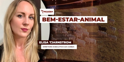 Como definir as ações que garantem o bem-estar-animal e resultam em maior eficiência no campo