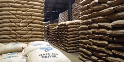 Exportações de café voltam a crescer em maio com entrada da nova safra, aponta Cecafé