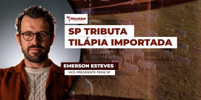 SP tributa tilápia do Vietnã e medida é comemorada pelo setor produtivo