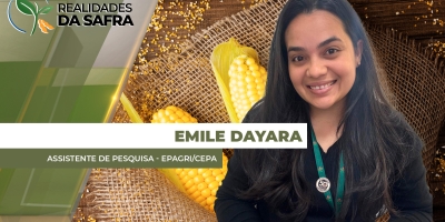 Extremo Oeste de Santa Catarina deve colher mais de 200 sc/ha de milho