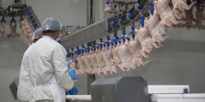 Escaldagem se destaca como principal barreira contra Campylobacter em abatedouros de aves