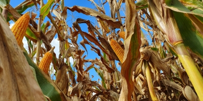 Retro 2025 - Milho/Cepea: Preço se mantém elevado em 2025, mesmo em meio à colheita recorde