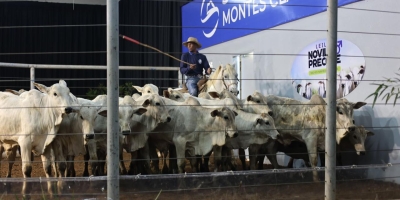 Agenda de Leilões da Expomontes 2026 Deve Movimentar Cerca de R$ 20 Milhões em Negócios