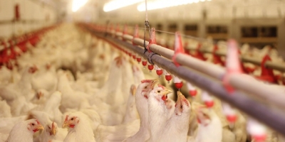Exportações de frango crescem 29,6% e registram terceiro maior volume da história em maio