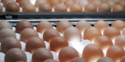 Produtores pressionam varejo por prioridade aos ovos nacionais na Áustria