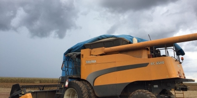 Chuva atrasa colheita do milho e afeta desenvolvimento do trigo no Paraná