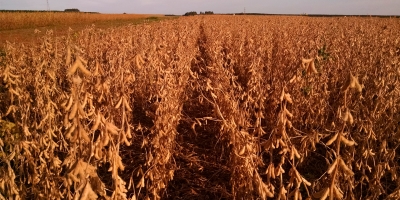 Manejo do solo eleva produtividade relativa da soja em 11,1 pontos percentuais a cada avanço de nível, aponta Embrapa