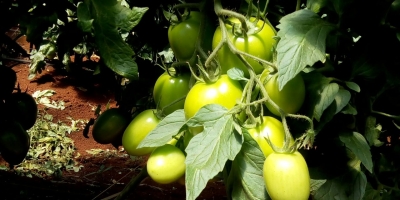 Tomate/Cepea: Preços seguem em alta com maturação mais lenta