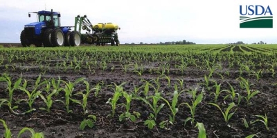 USDA traz primeiro reporte da safra 26/27 com plantio do milho em 3% da área