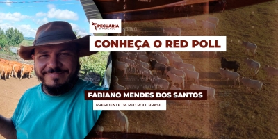 De origem Inglesa, a raça Red Poll se destaca pela produção de leite e carne