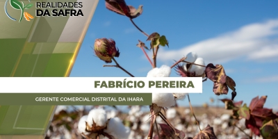 Algodão do Mato Grosso se desenvolve bem, mas plantas daninhas podem tirar rendimentos