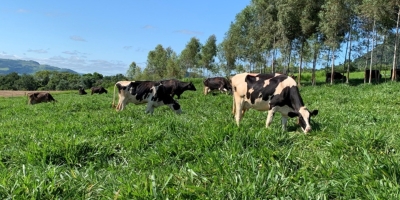 Fazenda eleva produção de leite em 50% após ajustes em manejo e ordenha