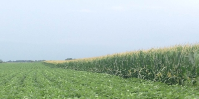 S&P Global eleva previsão de área plantada com soja e milho nos EUA em 2026