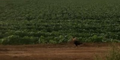 Avanço da fronteira agrícola muda prioridades do agro e amplia demanda por infraestrutura