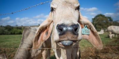 Menor oferta de gado e exportações elevadas sustentam expectativa de preços mais firmes em 2026