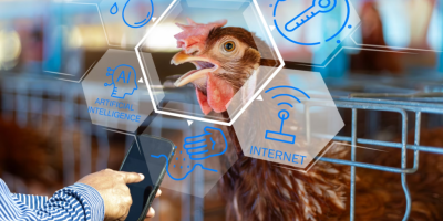 Réplicas virtuais permitem simular decisões e reduzir riscos na produção de frangos de corte