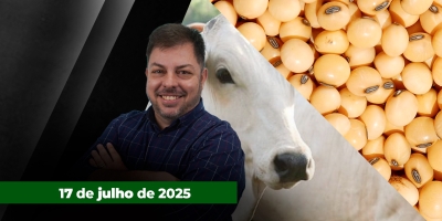 Enquanto mercado físico do boi passa por pressão generalizada, futuro na B3 dá sinais de reação; Soja sobe em Chicago com estímulo do mercado de biodiesel