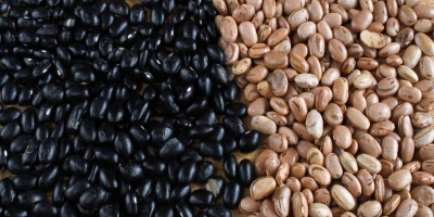 Custos do feijão recuam no Paraná, mas margem do produtor ainda exige atenção, aponta Cepea