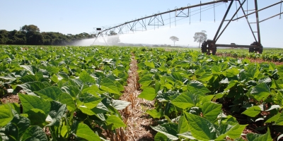 Plantio do feijão 1ª safra chega a 20,9% e supera ritmo de 2025