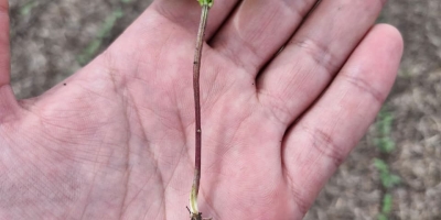 Frísia apresenta feijão-mungo como alternativa para a segunda safra no Tocantins