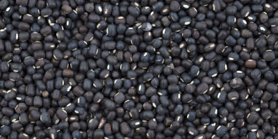 Feijão-mungo-preto é a nova bola da vez para as exportações brasileiras?